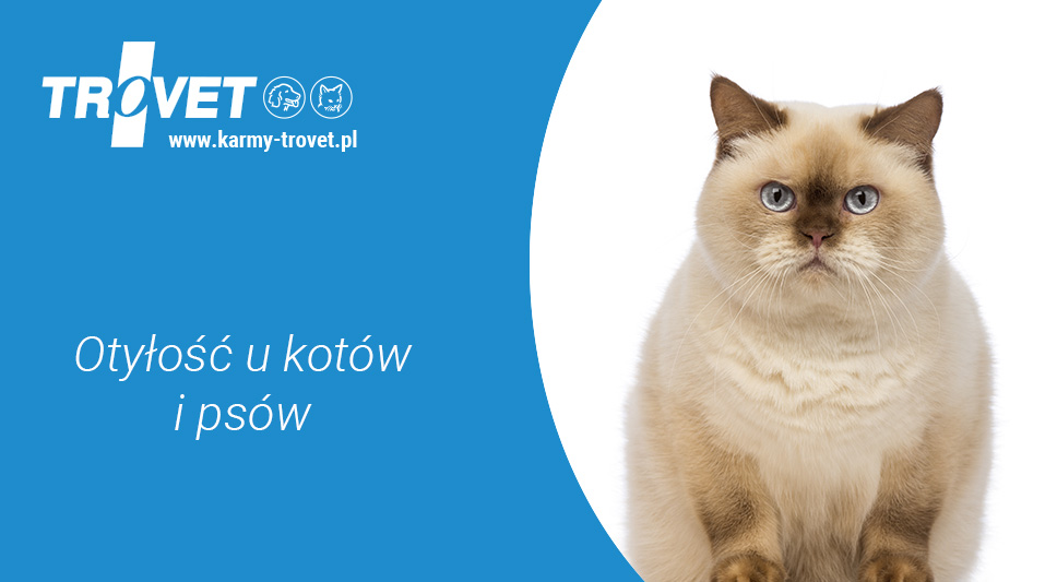 Otyłość u psów i kotów - jak karmić czworonogi z nadwagą?